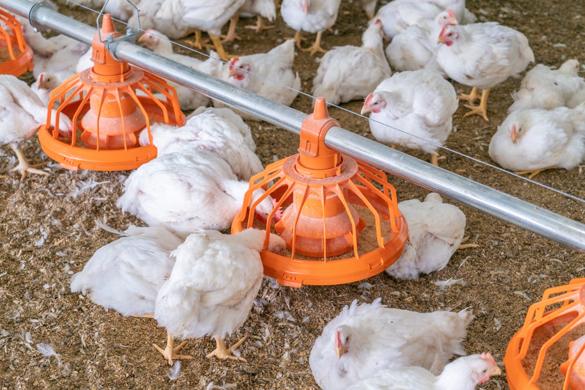 Huge funding in Philippines’ poultry manufacturing