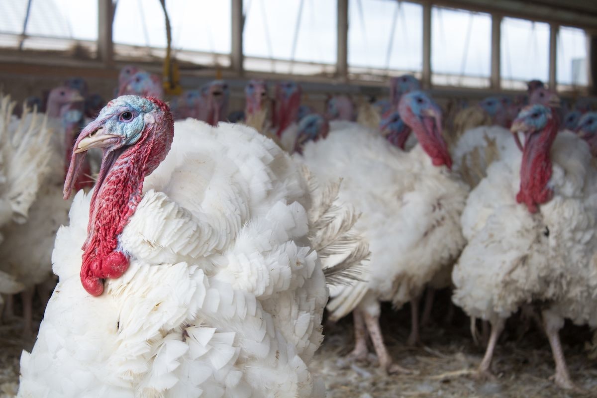 USDA: HPAI could also be extra apt to contaminate turkey farms with toms