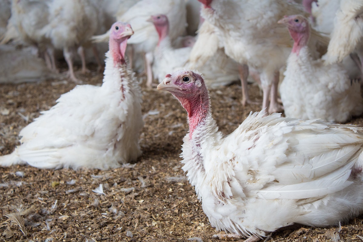 Avian influenza returns to US industrial poultry