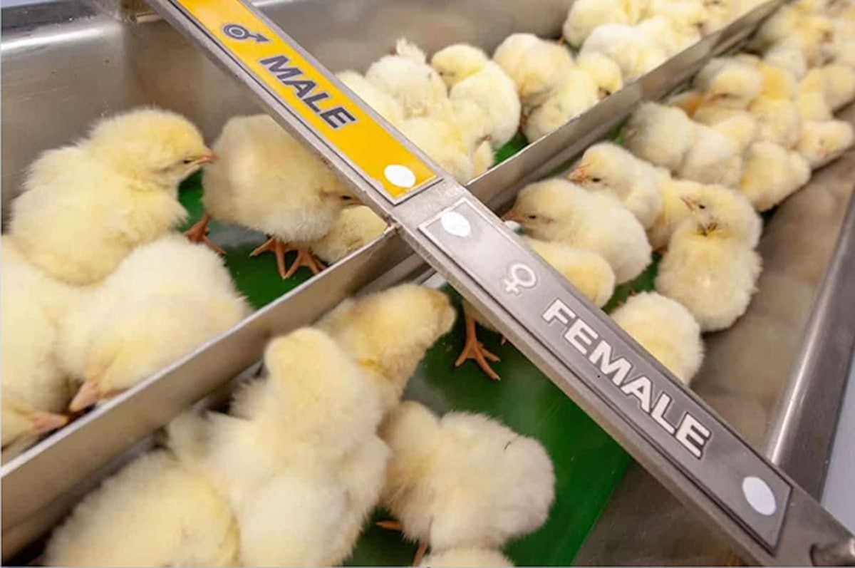 Diverse Agriculture companions with broiler chick sexing startup
