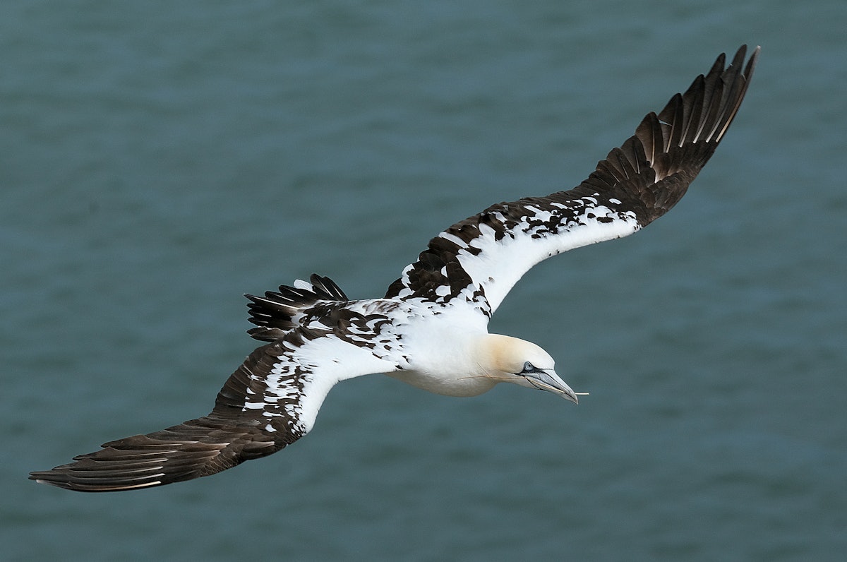 Seabirds with AI immunity may be offering antibody perception