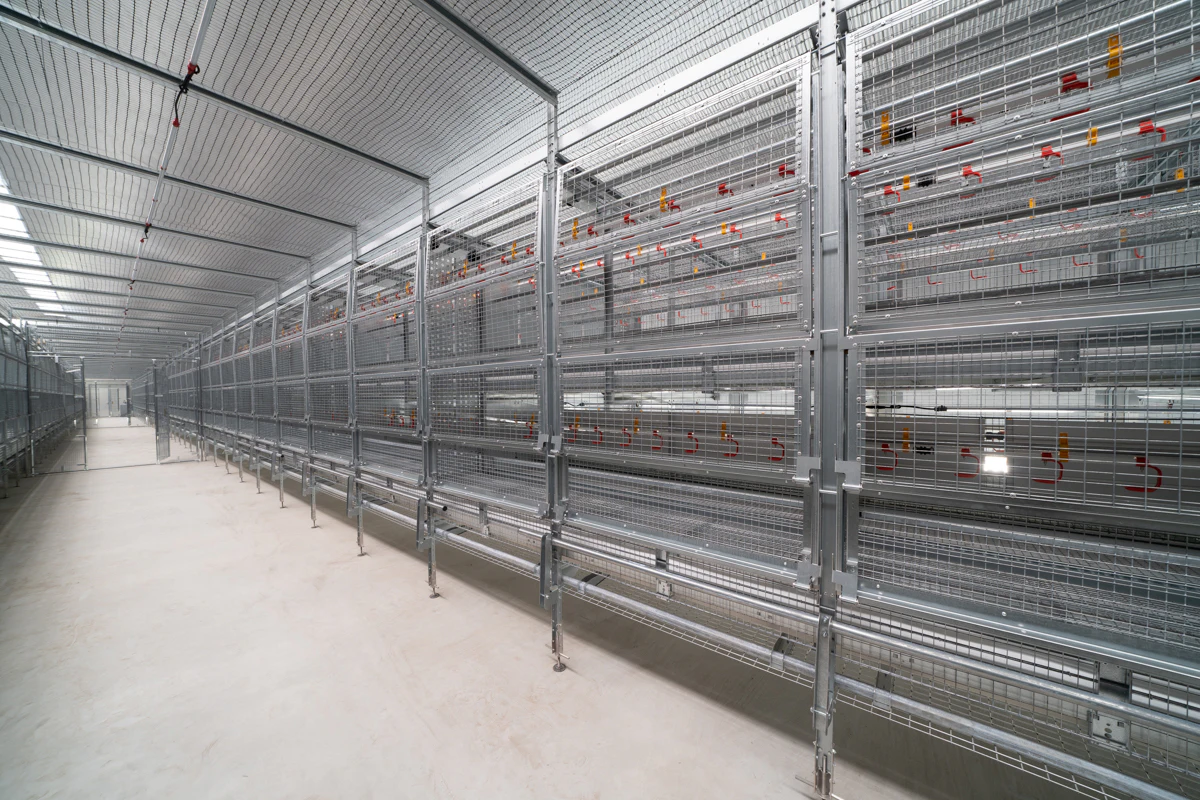 Self-training pullet system could reduce cage-free issues | WATTPoultry.com