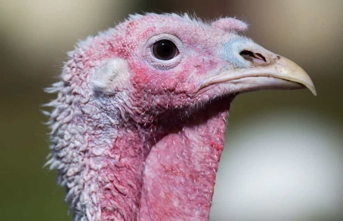 Every other Minnesota turkey flock hit by means of avian influenza