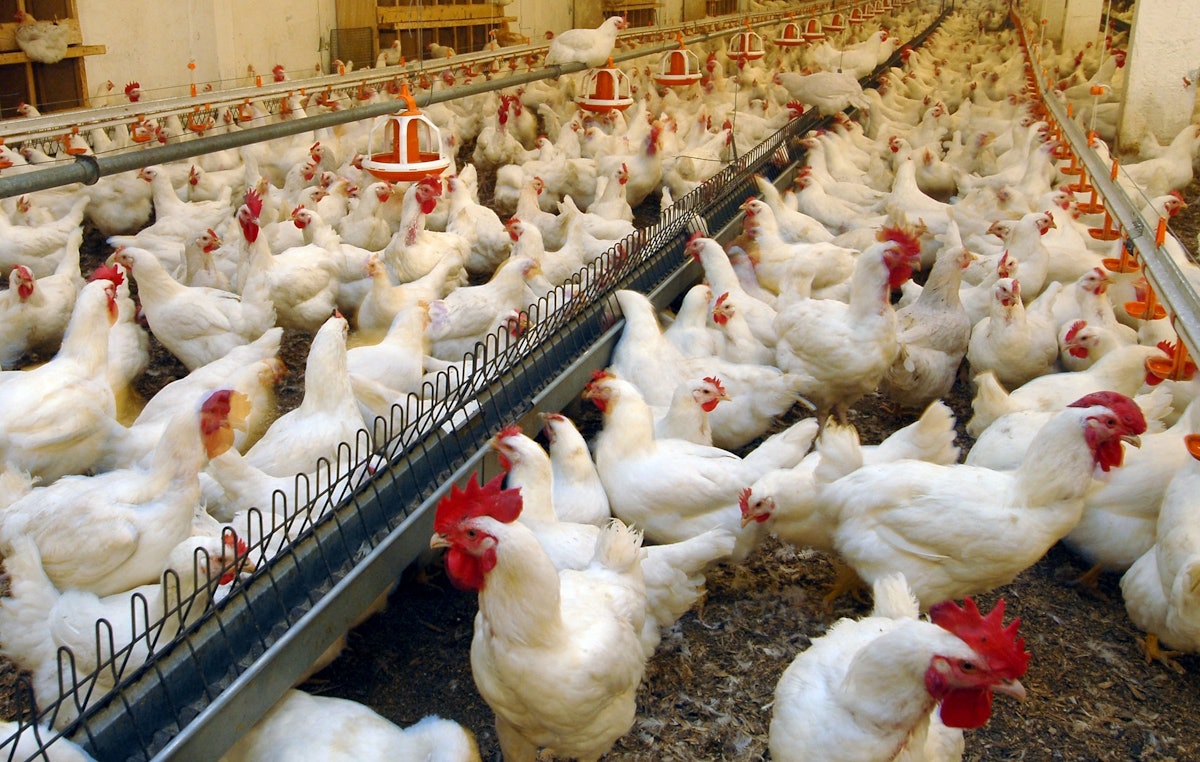 Cherkizovo expands broiler meat output