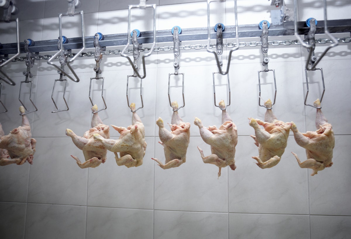 Automation, meals protection key to poultry processing’s long term