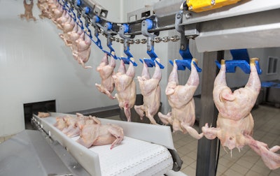 Chicken Processing Line 6