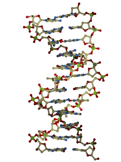 Dna Double Helix Molecule