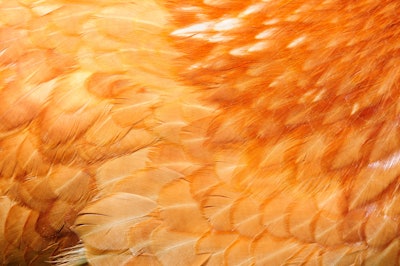 Red Chicken Feathers Closeup