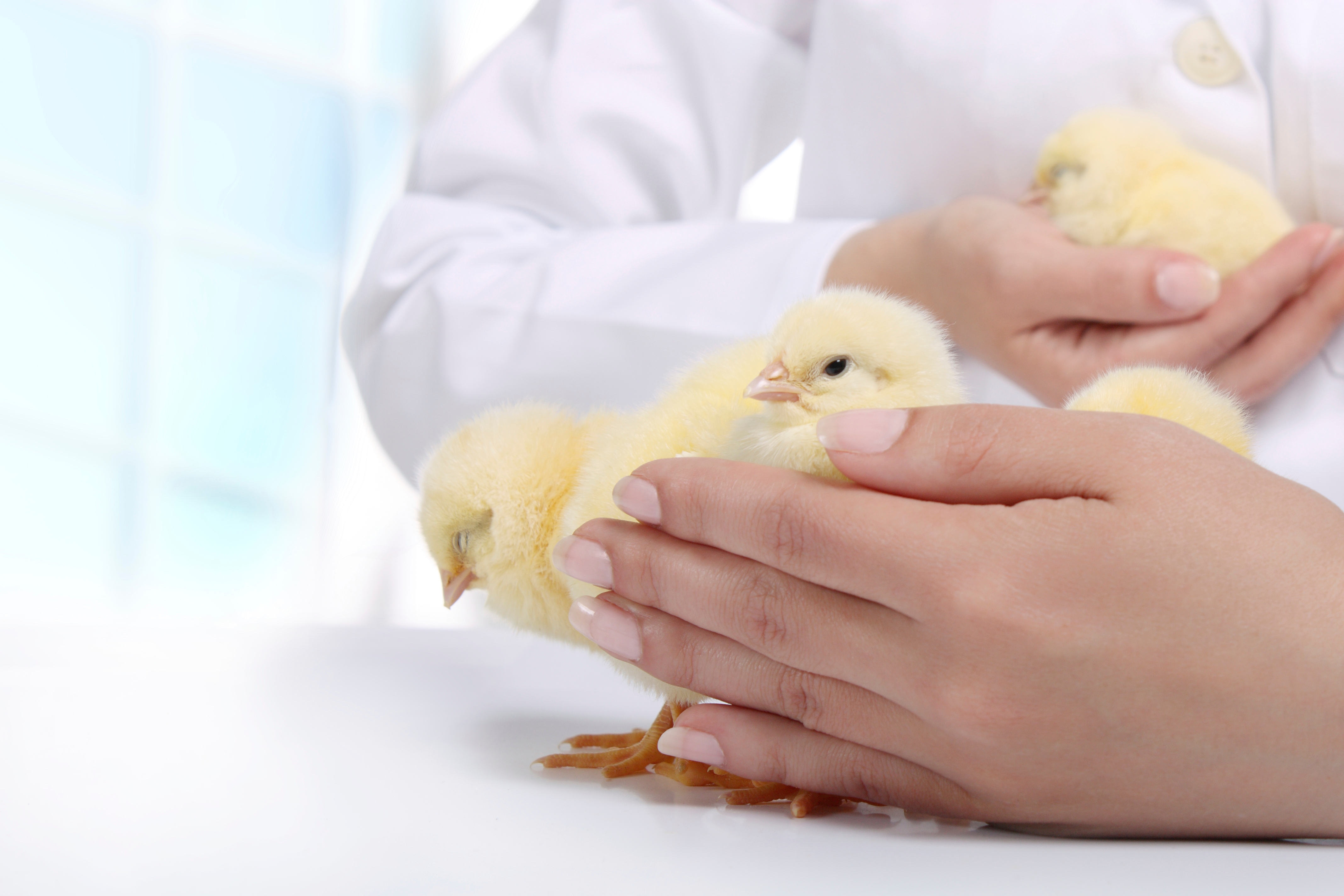 Topics Announced For The 2024 Latin American Poultry Summit   Vet With Chicks.652d9d6297516 