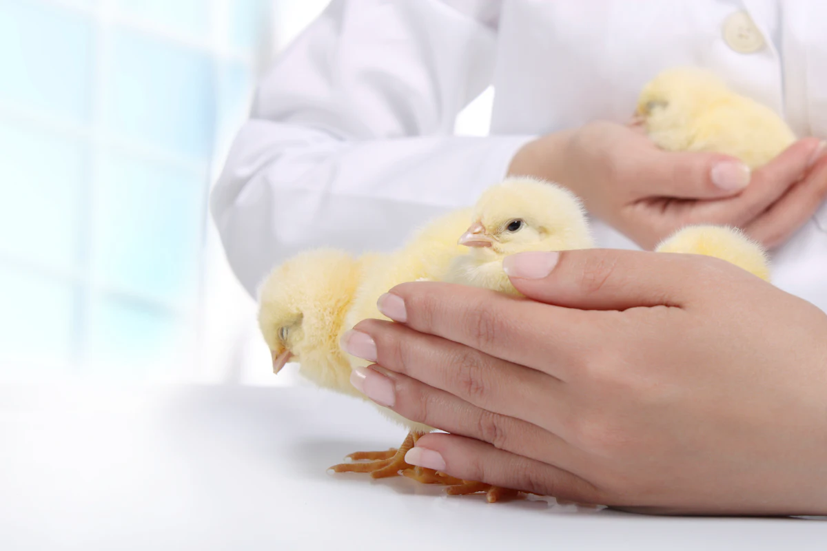 Topics announced for the 2024 Latin American Poultry Summit - Vimarsana News