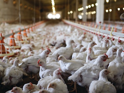 A system that can detect coccidiosis or potentially other diseases in flocks immediately, according to a daily or weekly collection of bird and health information, could allow for early intervention before animal performance declines and improve the poultry producer’s return on investment (ROI).