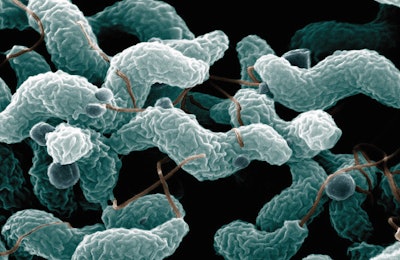 Campylobacter