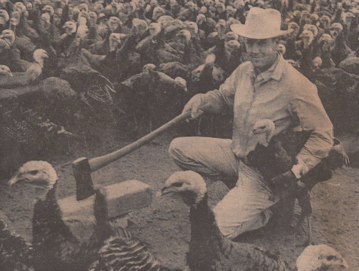Old newspaper offers glimpse of 1963 turkeys, Thanksgiving | WATTPoultry.com