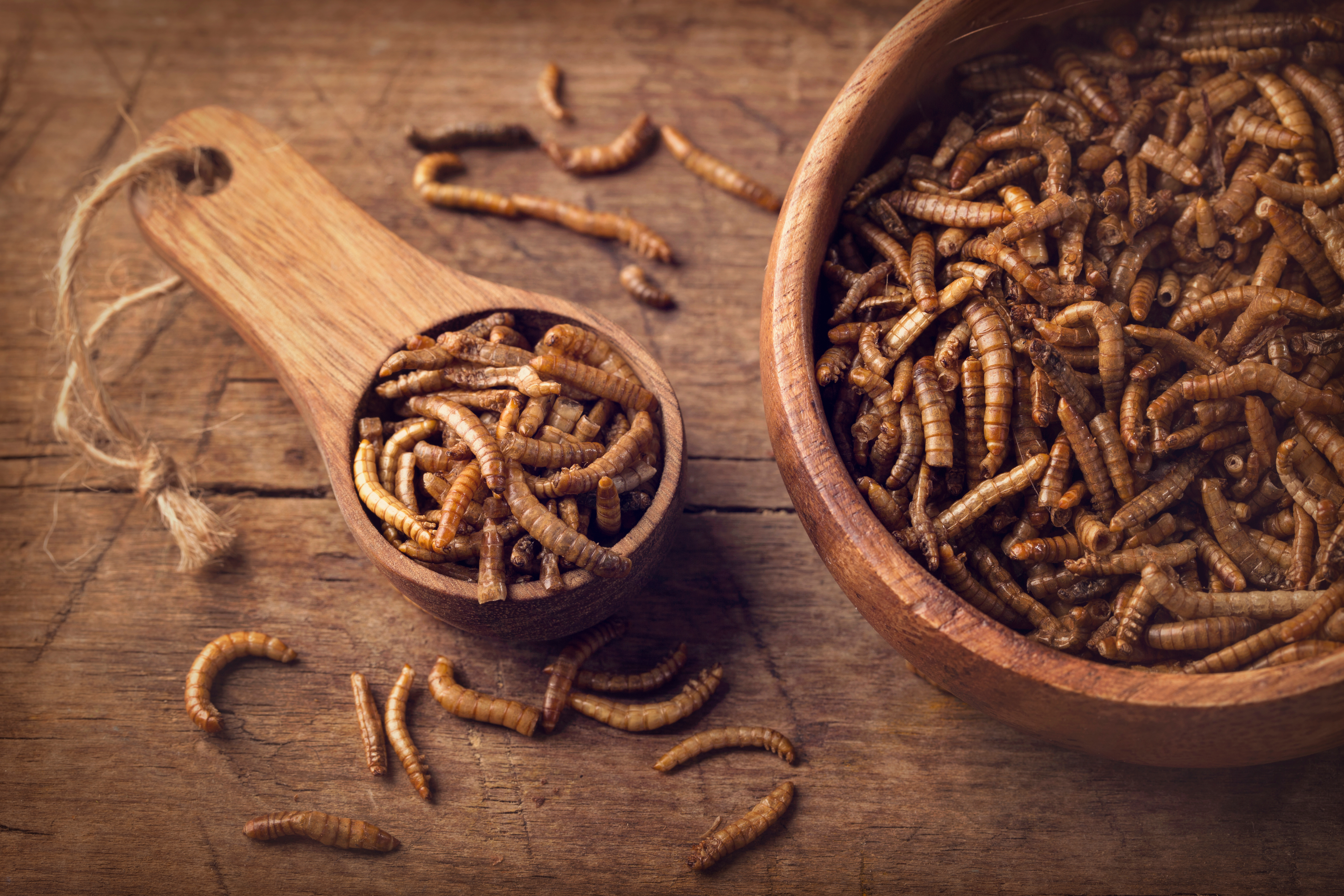 The bright future of insect protein in poultry feed | WATTPoultry.com