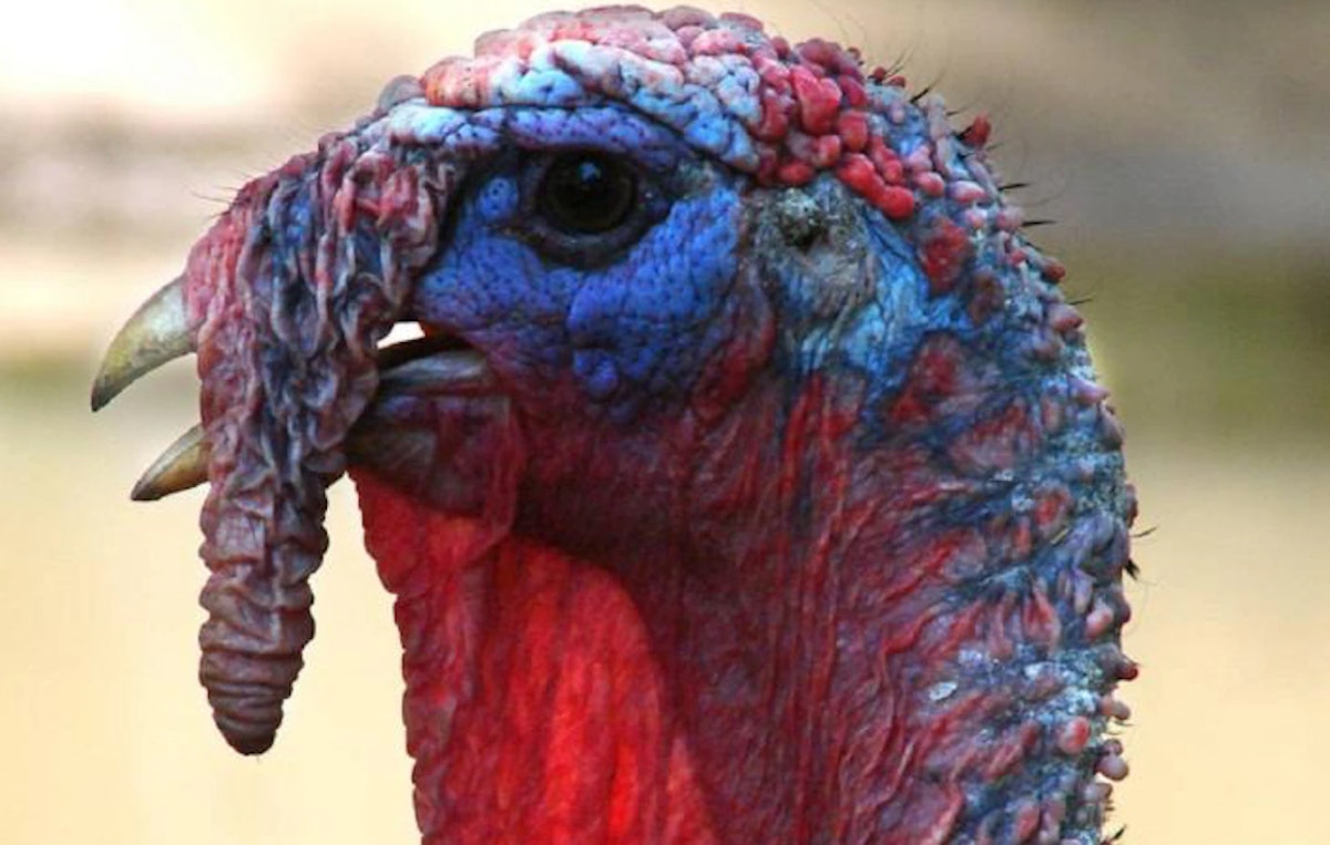 2 Minnesota turkey operations struck by way of avian flu
