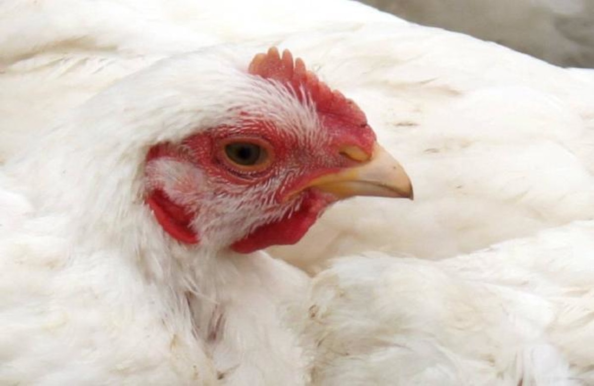 South Korea identifies reason behind hen high quality factor