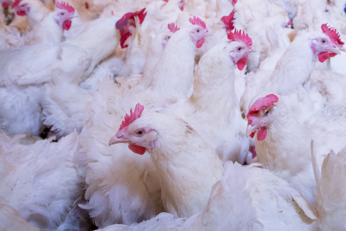 Avian influenza strikes into industrial poultry in Oregon