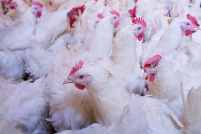 Broiler Breeder Chickens In Poultry House 1