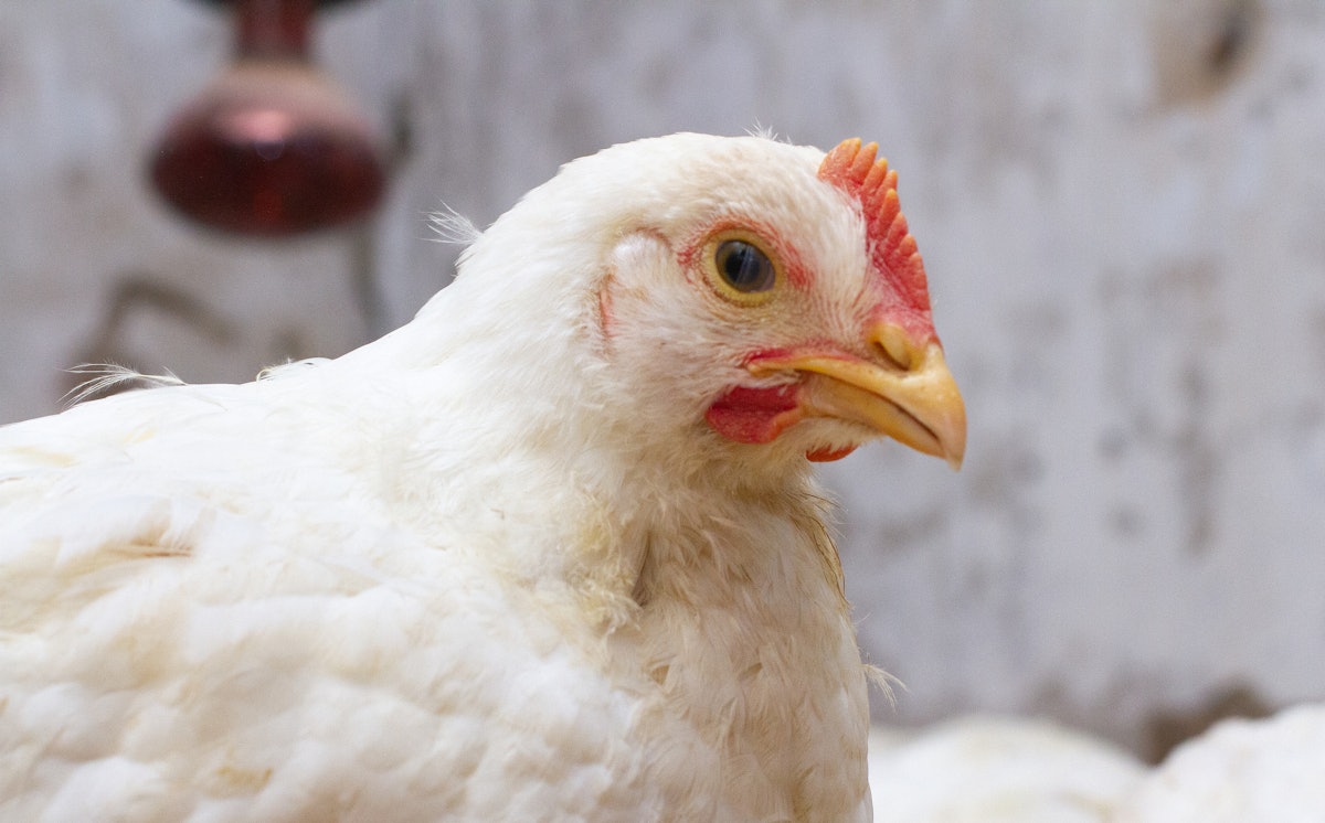 4 Ecu states ascertain season’s first HPAI instances in poultry