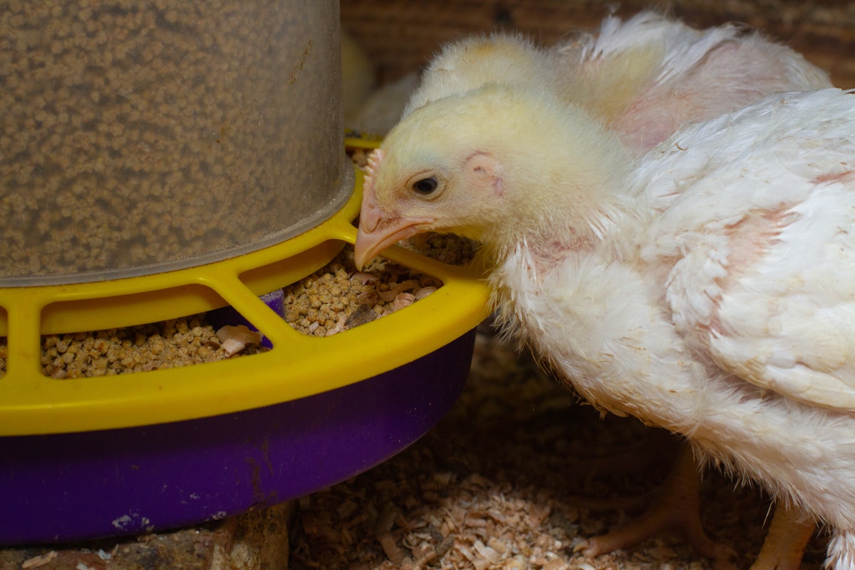Phytochemicals might enhance coccidiosis management in poultry