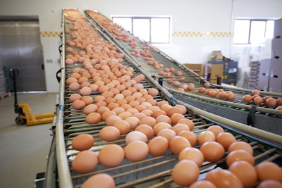 Brown Eggs Conveyor Belt