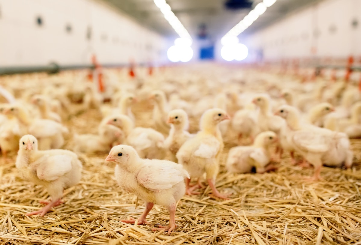 Higher poultry diet research may just cut back feed prices
