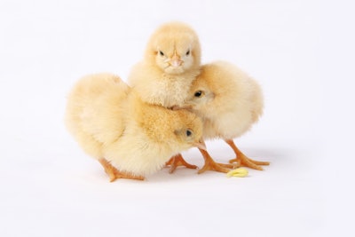 Three Chicks On White Bkgrnd 1
