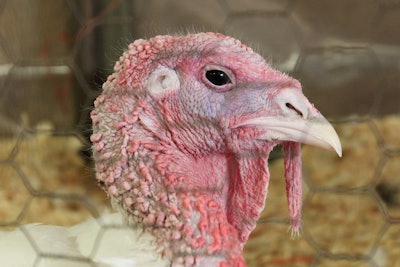 Turkey In Cage Closeup