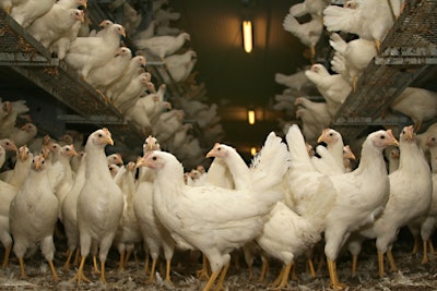 White Hens Cage Free Aviary Opening