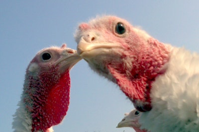 White Turkey Closeup Looking Down