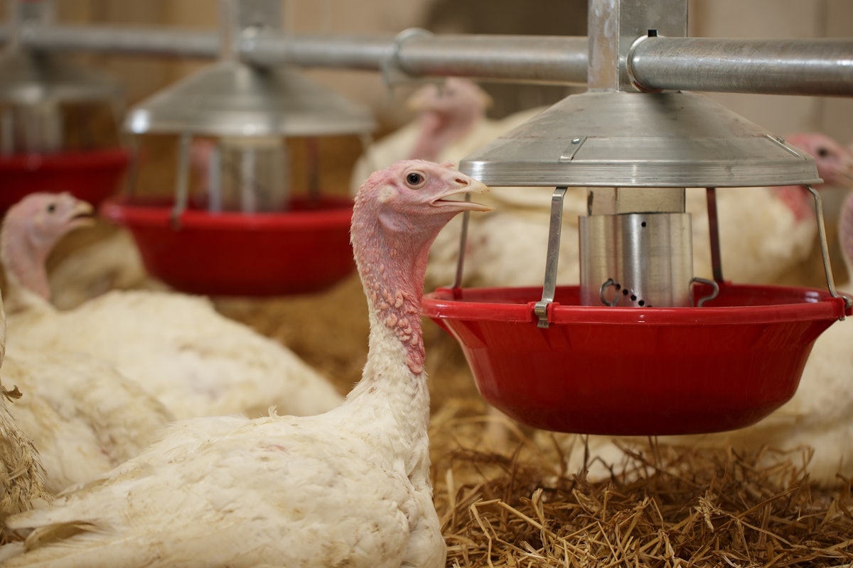 Ongoing distress for US turkey producers as HPAI persists
