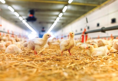 A recent project evaluated the impact on broiler body weight, feed consumption and feed conversion when birds were provided six hours of darkness throughout the entire six-week flock while compared to a control that had 24 hours of light for the first seven days.
