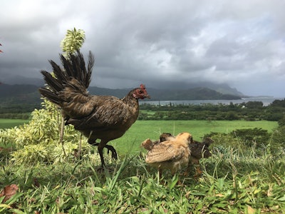 Poultry producers in regions vulnerable to tropical storms should have an emergency plan in place.