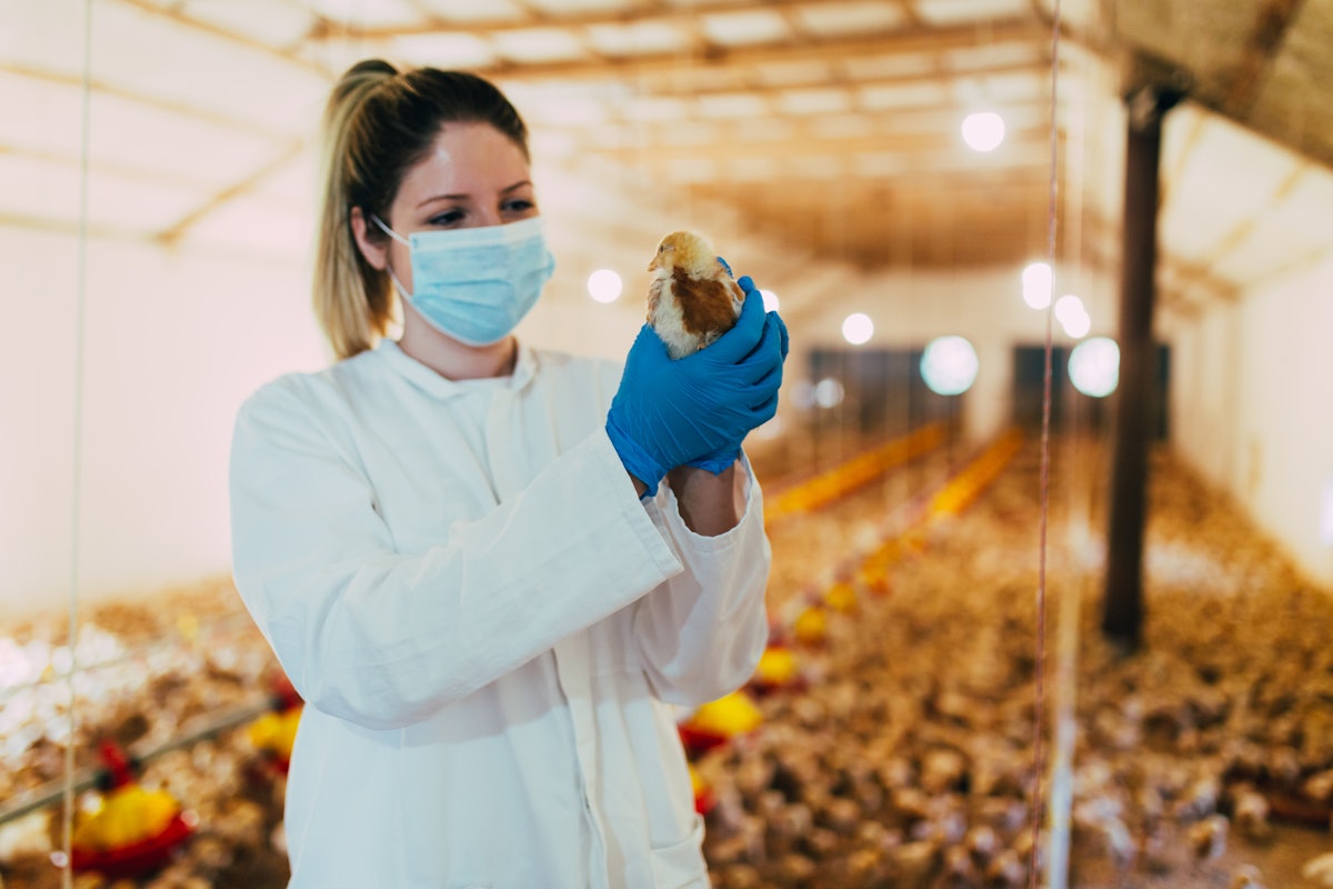 How coccidiosis management in poultry is altering