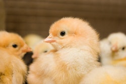 Chicks Closeup 3