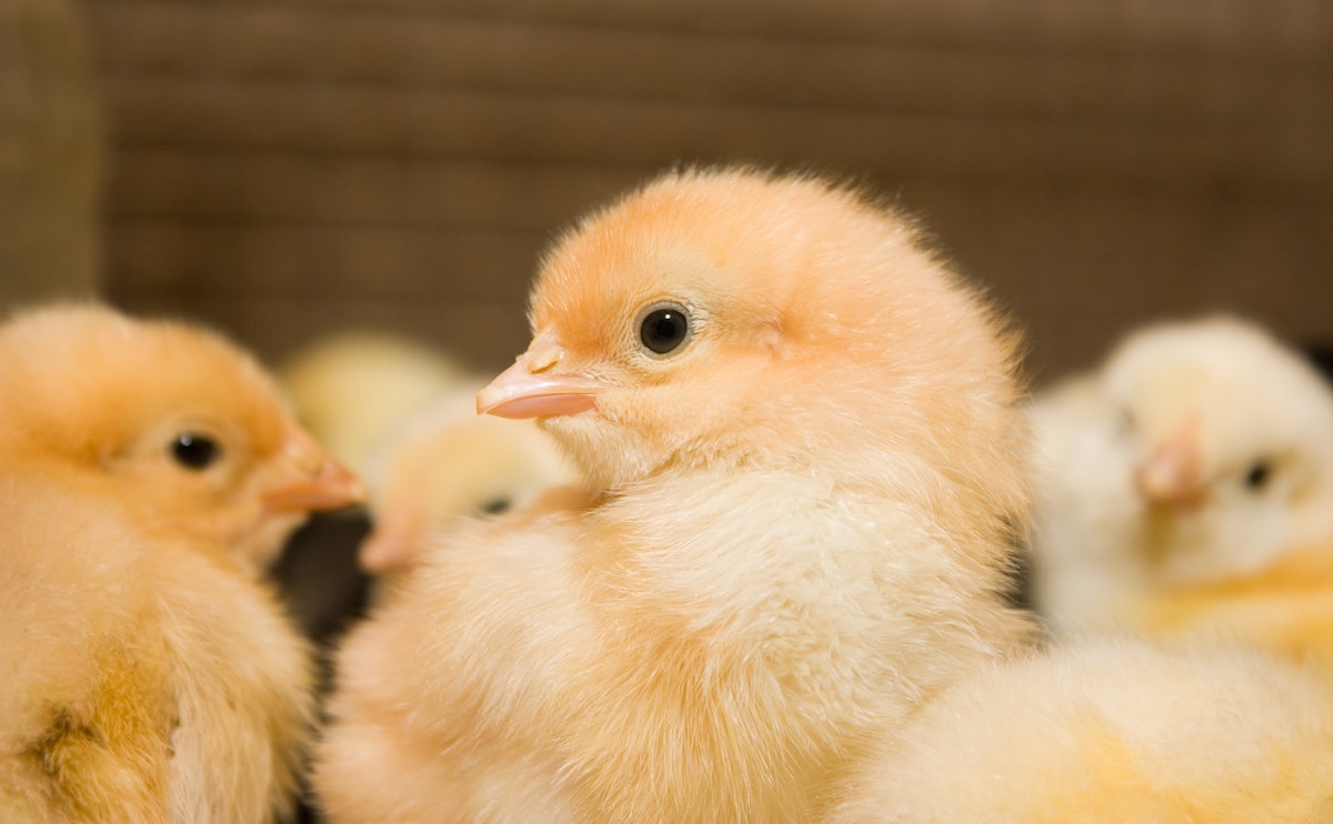 Microfluidics, automation may rework hatchery vaccinations