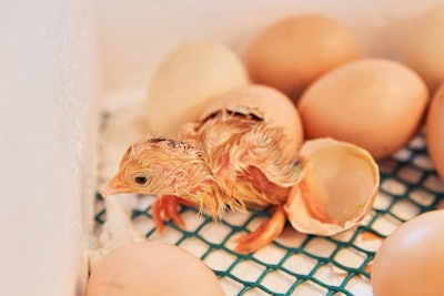 Newborn Chick With Eggs