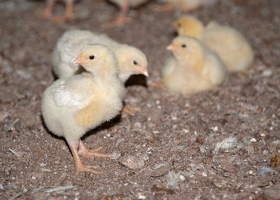 Poultry Chicks
