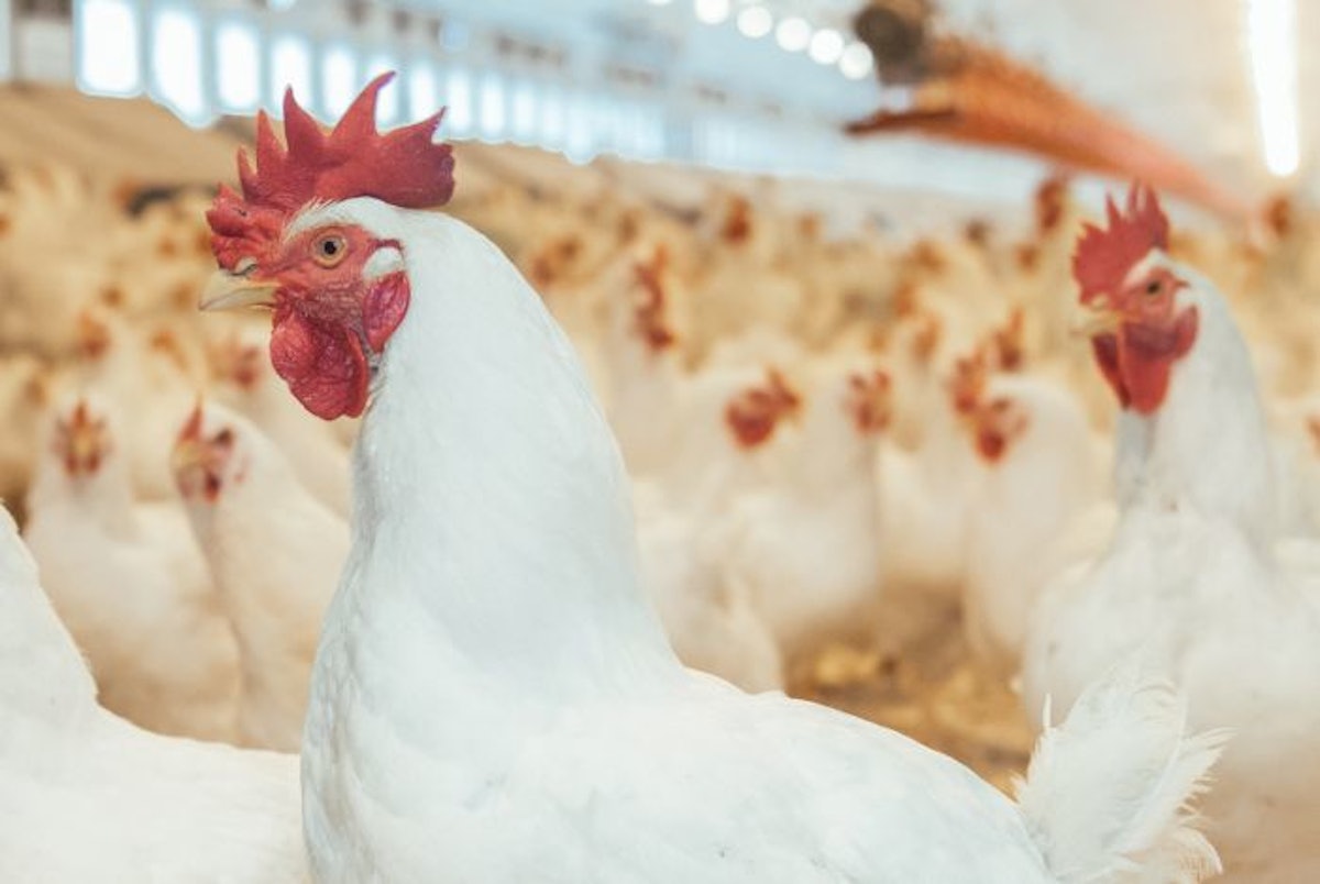 Can vitamin assist enhance broiler hatchability charges?