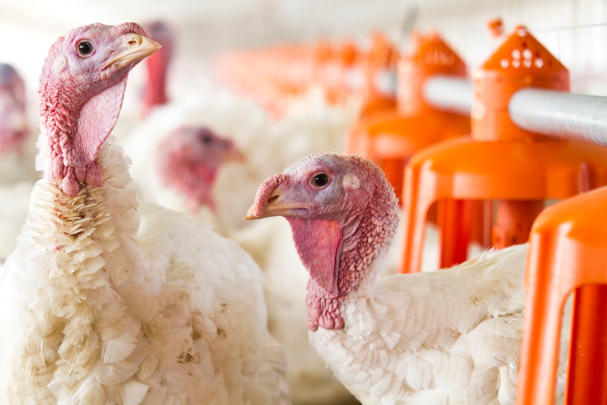 HPAI hits first business flock in Indiana since 2022