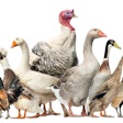 All types of domesticated poultry production are being challenged by HPAI which has been spread across the globe by multiple species of migratory wild birds.