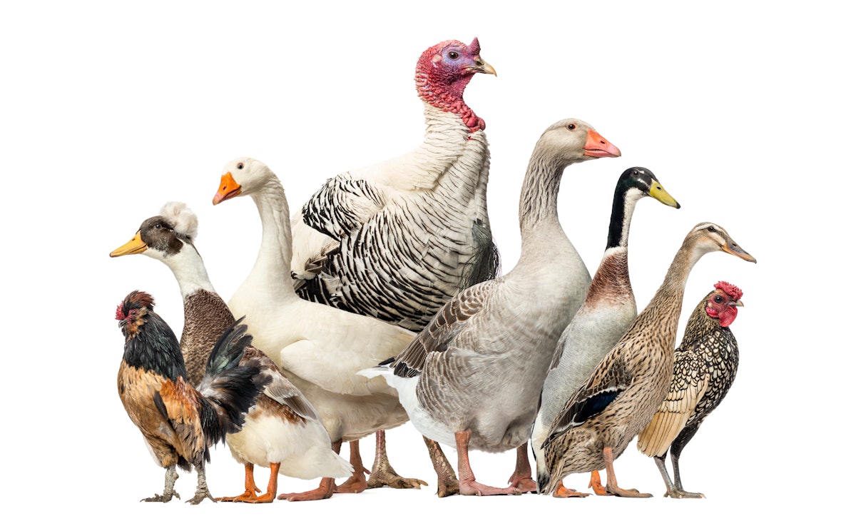 Why is HPAI nonetheless thought of a overseas animal illness?