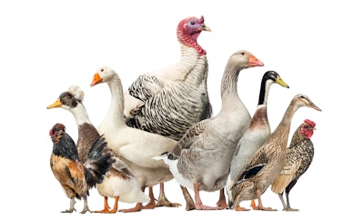 All types of domesticated poultry production are being challenged by HPAI which has been spread across the globe by multiple species of migratory wild birds.