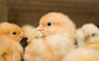 Chicks Closeup 3