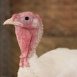 Based in Ohio, Cooper Farms now offers human-grade turkey ingredients for pets.
