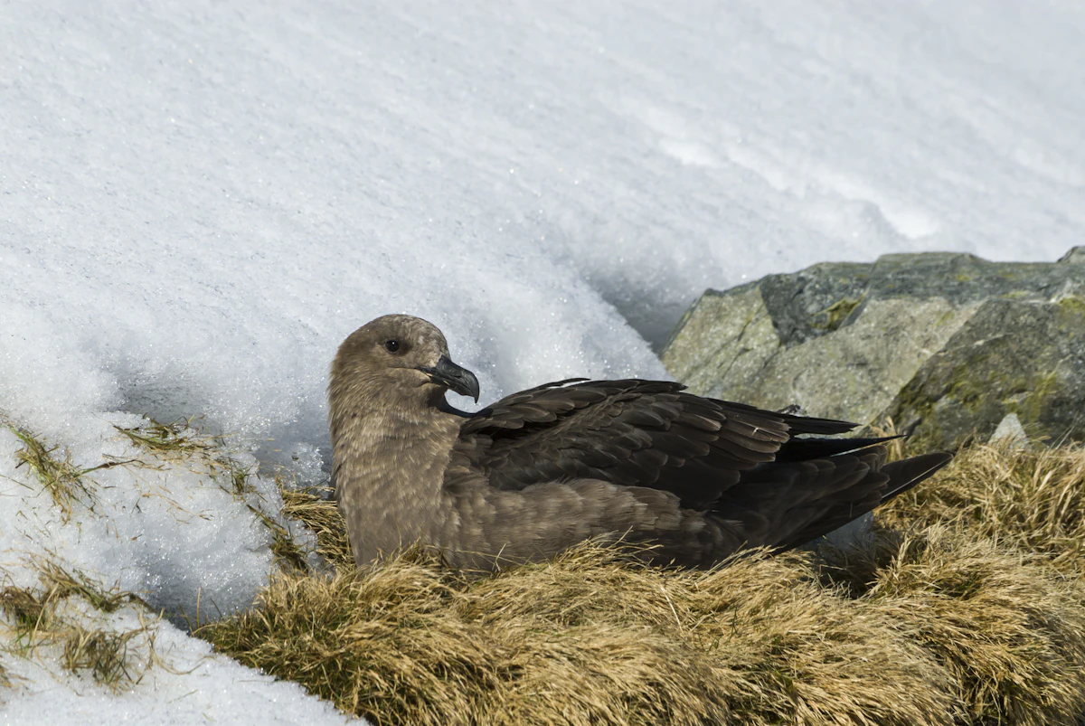 Avian flu virus detected for first time in Antarctica | WATTPoultry.com