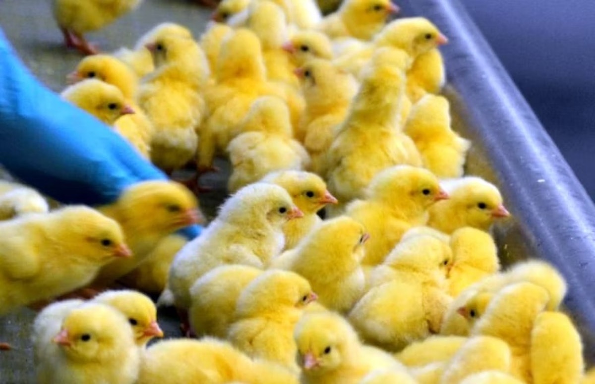 Pilgrim’s Avoiding woody breast led to low hatchability