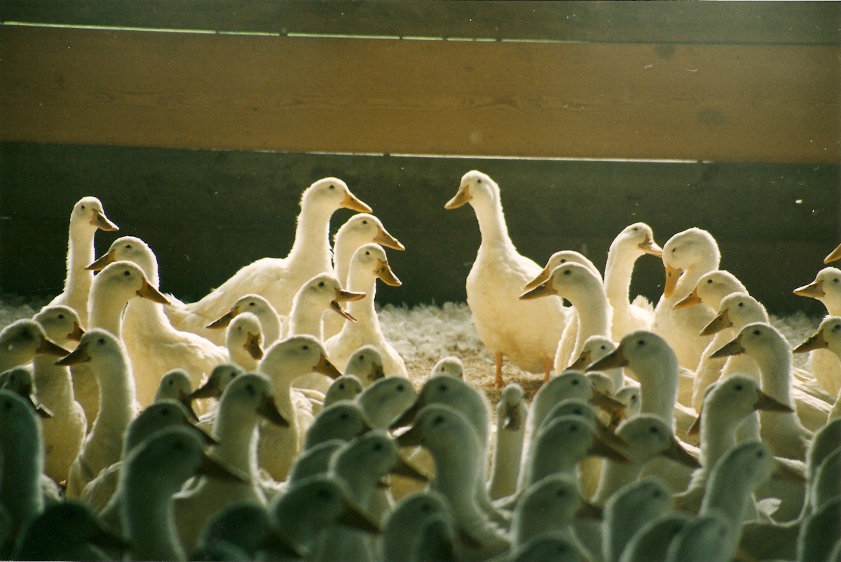 Waugh: Bij de meest recente gevallen van hoogpathogene vogelgriep in Canada zijn commerciële eenden betrokken