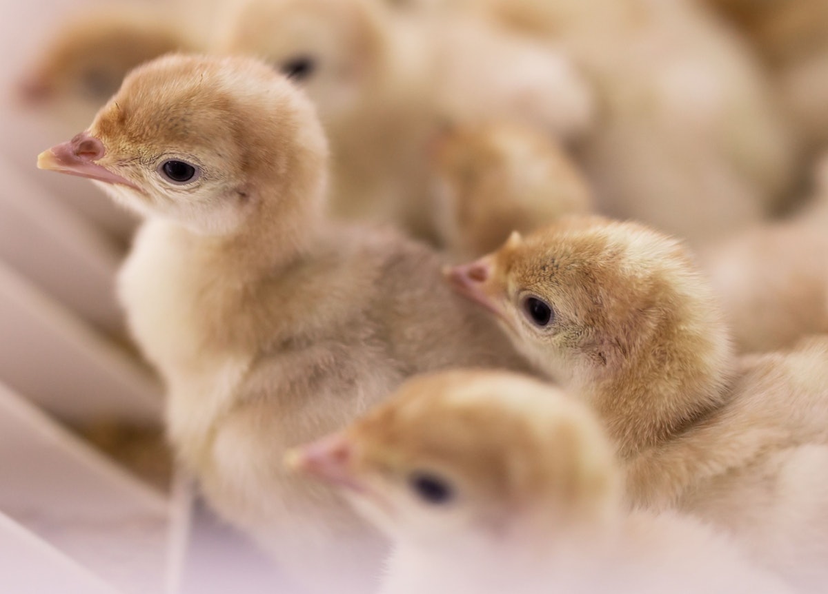 Jennie-O Turkey Retailer to shut 3 hatcheries