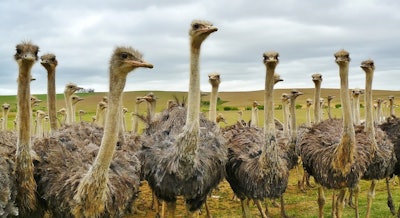 Ostriches at two farms in South Africa were among the latest cases of highly pathogenic avian influenza in the continent.